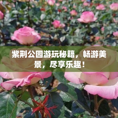 紫荊公園游玩秘籍，暢游美景，盡享樂趣！