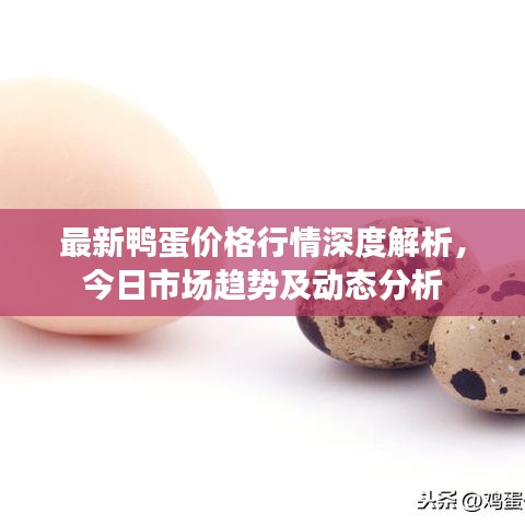 最新鴨蛋價格行情深度解析，今日市場趨勢及動態(tài)分析