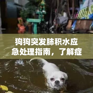 狗狗突發(fā)肺積水應(yīng)急處理指南，了解癥狀與應(yīng)對(duì)措施