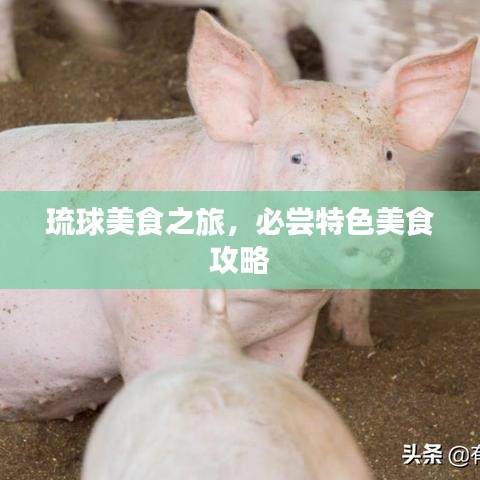 琉球美食之旅，必嘗特色美食攻略