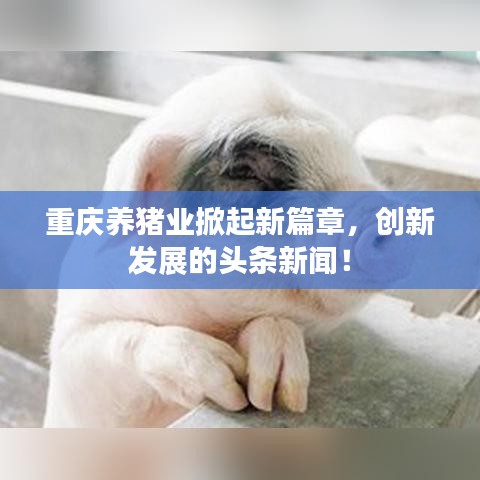 重慶養(yǎng)豬業(yè)掀起新篇章，創(chuàng)新發(fā)展的頭條新聞！