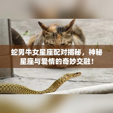 蛇男牛女星座配對(duì)揭秘，神秘星座與愛情的奇妙交融！