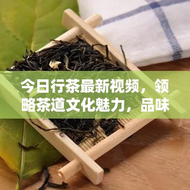 今日行茶最新視頻，領(lǐng)略茶道文化魅力，品味傳統(tǒng)韻味
