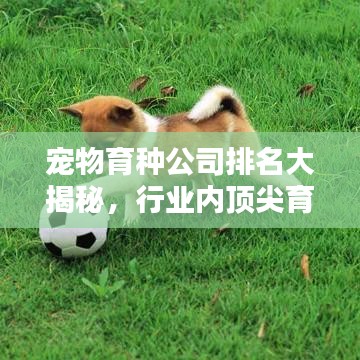 寵物育種公司排名大揭秘，行業(yè)內(nèi)頂尖育種企業(yè)榜單！