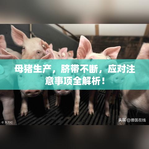 母豬生產(chǎn)，臍帶不斷，應(yīng)對(duì)注意事項(xiàng)全解析！