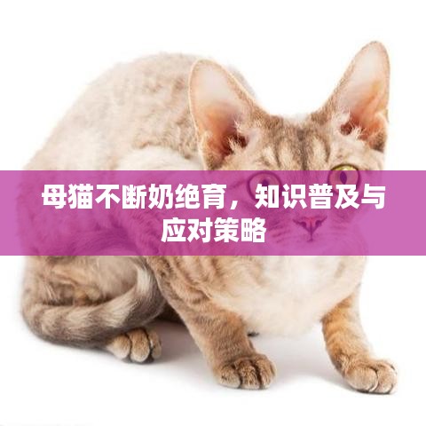 母貓不斷奶絕育，知識普及與應對策略