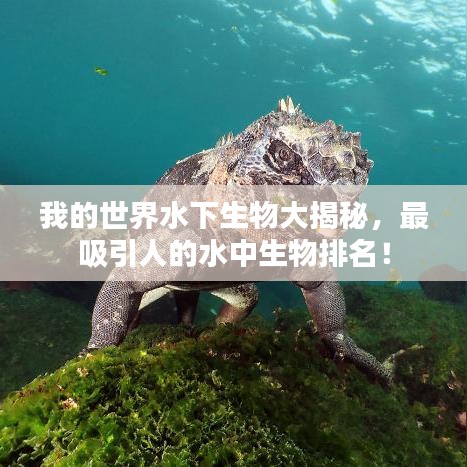我的世界水下生物大揭秘，最吸引人的水中生物排名！