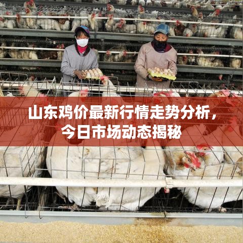 山東雞價最新行情走勢分析，今日市場動態(tài)揭秘