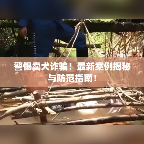 警惕賣犬詐騙！最新案例揭秘與防范指南！