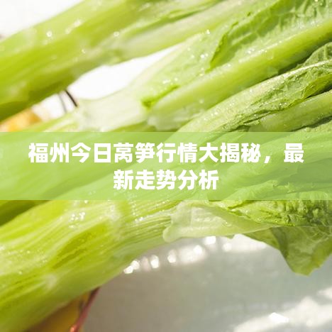 福州今日萵筍行情大揭秘，最新走勢分析