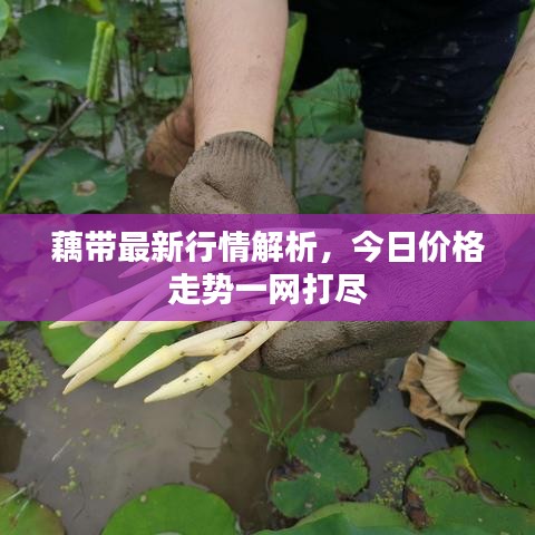 藕帶最新行情解析，今日價(jià)格走勢(shì)一網(wǎng)打盡